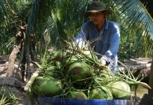 Ngành dừa Việt Nam có thể thu thêm 300 triệu USD từ thị trường Trung Quốc