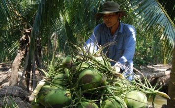 Ngành dừa Việt Nam có thể thu thêm 300 triệu USD từ thị trường Trung Quốc