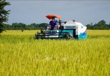 Ngành nông nghiệp và WB bàn giải pháp hỗ trợ đề án 1 triệu ha lúa chất lượng cao