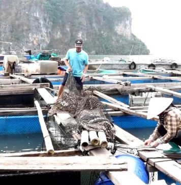 Quảng Ninh: Nỗ lực khôi phục hoạt động nuôi trồng thủy sản