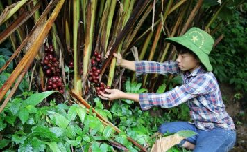 Đề xuất nguyên tắc nuôi, trồng phát triển, thu hoạch cây dược liệu trong rừng