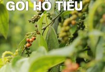 GÓI HỒ TIÊU