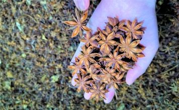 Đến nay, Ấn Độ là thị trường nhập khẩu hoa hồi lớn nhất của Việt Nam