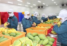 Hàn Quốc chi hơn 4.000 tỷ đồng nhập khẩu rau quả Việt Nam