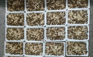 Chị nông dân trồng loại cây “siêu sạch”, nhẹ nhàng thu gần 1 tỷ đồng/năm