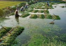 Xây dựng tổ hội nông dân nghề nghiệp gắn với sản phẩm OCOP