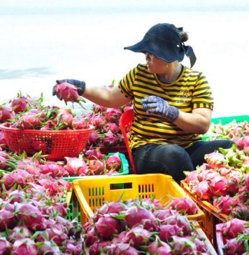 Tin vui: Trái cây Việt Nam hiện diện tại 60 thị trường thế giới