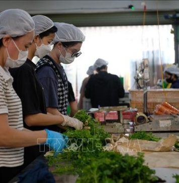 Vựa rau Lâm Đồng gia tăng sản xuất trong mùa mưa bão