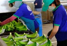 Một loại quả Việt Nam giữ “ngôi vương” tại thị trường Trung Quốc