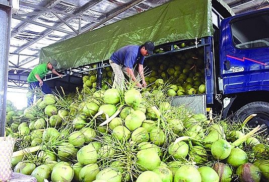 Kim ngạch xuất khẩu dừa có thể vượt mốc 1 tỷ USD trong năm nay