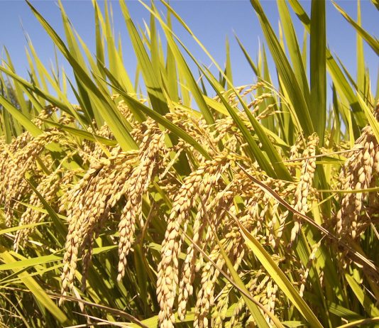 Gạo Việt Nam vững chắc “ngôi đầu” tại thị trường Đông Nam Á