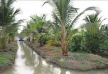 9 vùng trồng dừa đủ điều kiện xuất khẩu sang Trung Quốc