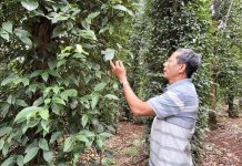 Bà Rịa – Vũng Tàu: Nguy cơ mất mùa tiêu