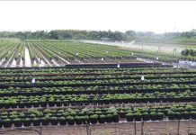 Nông dân đạt lợi nhuận kép trong sản xuất nông nghiệp