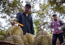 “Trái nhà giàu” giúp rau quả Việt xô đổ mọi kỷ lục, kỳ vọng cán mốc 7,5 tỷ USD