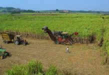 Nhà máy Đường An Khê hỗ trợ người dân phát triển vùng nguyên liệu mía