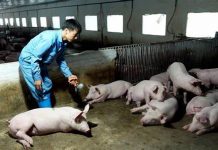 Chung tay đẩy lùi dịch tả lợn châu Phi