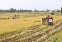 Lúa Thu Đông cuối vụ được giá