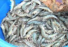 Ứng dụng công nghệ cao phát triển nghề nuôi tôm