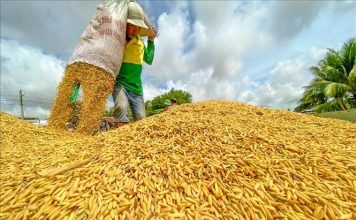 Sản lượng lúa các tỉnh phía Bắc năm 2024 đạt trên 12,7 triệu tấn