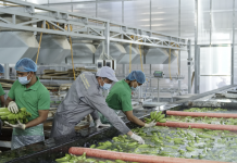 Đổ hàng tỷ USD vào nông nghiệp, các đại gia Việt nhận lại được gì?