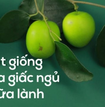 Ngủ ngon, ngủ sâu: Bí quyết từ hạt táo ta