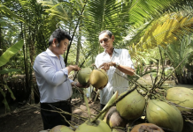 Loạt thách thức của cây dừa trước ngưỡng cửa “cây tỷ USD”