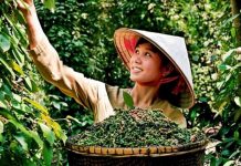 Tái thiết ngành hồ tiêu theo hướng bền vững