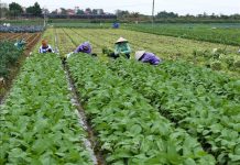 Hà Nội phát triển mạnh các mô hình sản xuất rau hữu cơ