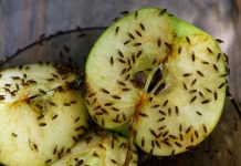 Trung Quốc giúp ruồi giấm sinh sản thành công nhiều thế hệ trên vũ trụ