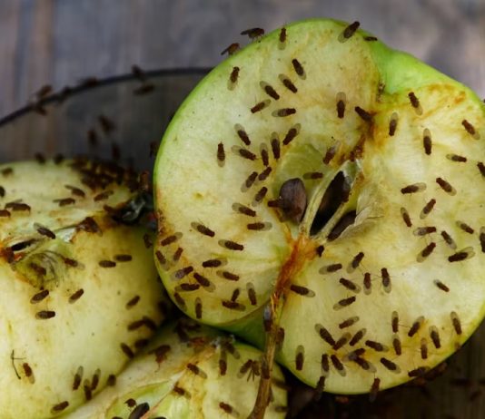 Trung Quốc giúp ruồi giấm sinh sản thành công nhiều thế hệ trên vũ trụ