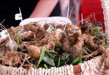 Bảo vệ, xây dựng thương hiệu cho sâm Việt