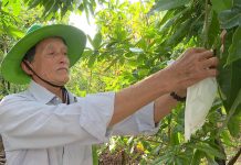 Hơn 6.600ha cây ăn trái ‘nghịch mùa’ phục vụ thị trường Tết