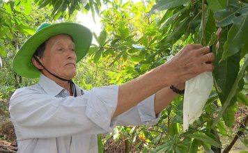 Hơn 6.600ha cây ăn trái ‘nghịch mùa’ phục vụ thị trường Tết