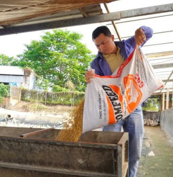Mô hình nuôi vịt siêu trứng của nông dân 8x tại An Giang