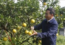 Nâng tầm thương hiệu đặc sản cam Vinh