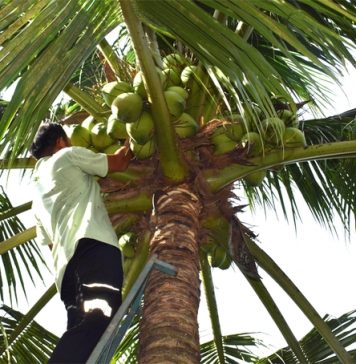 Nông nghiệp Bình Định chuyển mạnh sang sản xuất GAP, hữu cơ