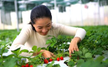 Nông trại đầu tiên ở Đắk Nông xuất khẩu rau sang Singapore