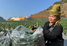 Trồng 3ha ớt Jalapeno, thu bói đạt gần 150 triệu đồng sau 3 tháng