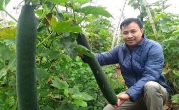 Trồng bí xanh VietGAP trên đất cát, năng suất 55 – 60 tấn/ha
