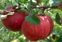 Bùng nổ tiêu dùng xanh, táo Pháp trở thành lựa chọn yêu thích của người Việt