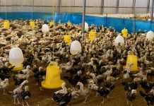 Cơ hội phát triển chăn nuôi theo tín hiệu thị trường