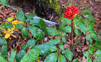 Kon Tum: Hỗ trợ hơn 3.300 cây giống sâm Ngọc Linh cho 40 hộ nghèo