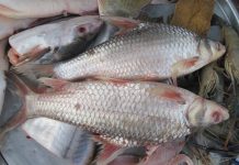 Nhân giống cá đặc sản trên sông Mekong