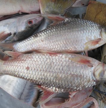 Nhân giống cá đặc sản trên sông Mekong