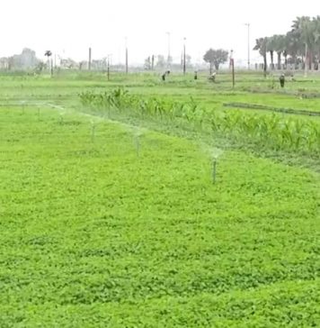 Ninh Bình: nâng cao đời sống kinh tế từ cây rau má