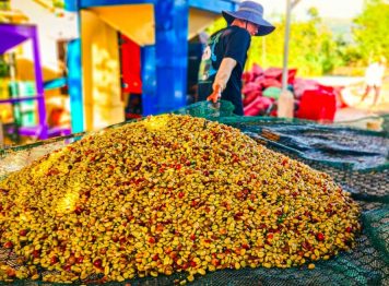 Nông trại Núi Lu – Làm nông nghiệp “lười” để phát triển bền vững