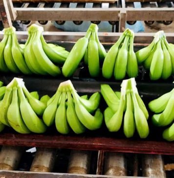 Trung Quốc mua chuối nhiều nhất từ Việt Nam