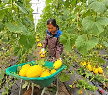 Trúng mùa dưa lưới đầu năm