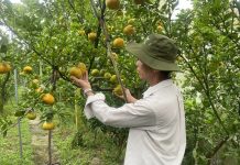 Phát triển nông nghiệp tuần hoàn tạo giá trị bền vững